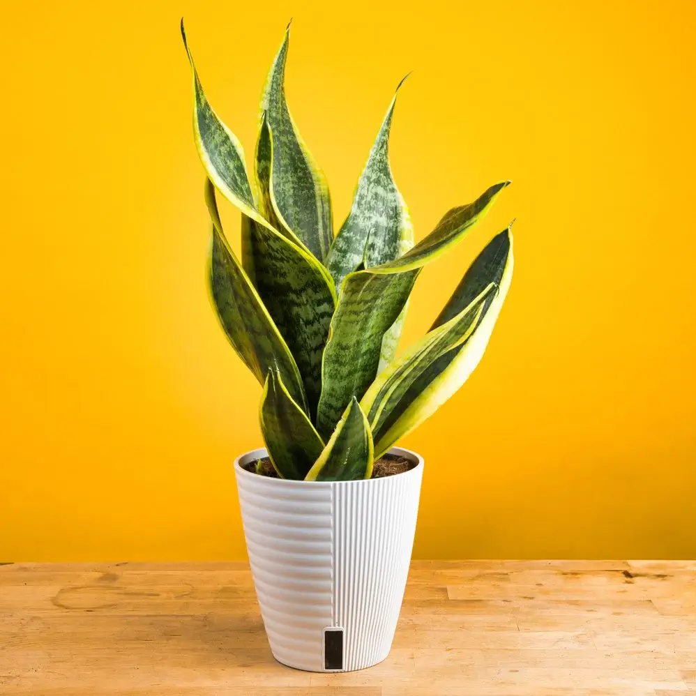 Snake Plant (Sansevieria)